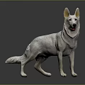 White Dog Standing on Black Background with Detailed Texture and Lifelike Posture