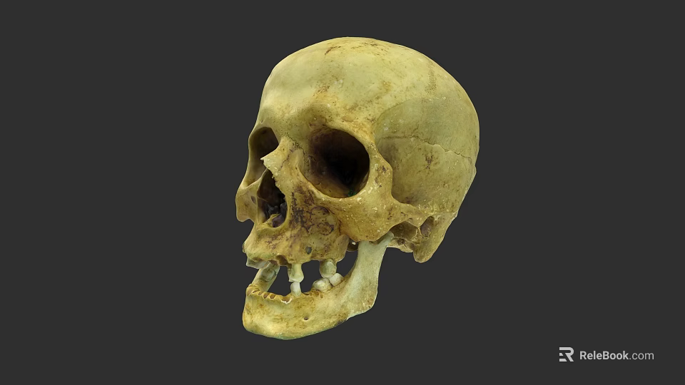 Human Skull Anatomical Structure With Visible Teeth And Bone Details 3d model 