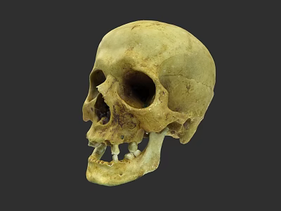Human Skull Anatomical Structure With Visible Teeth And Bone Details 3d model