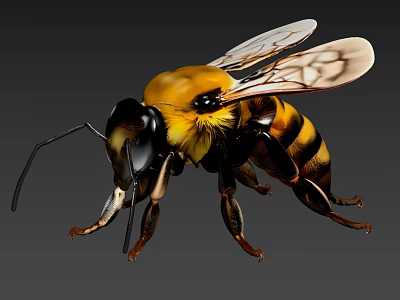 Detailed Yellow And Black Bee With Transparent Wings And Long Legs Close-up View 3d model