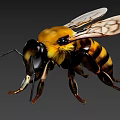 Detailed Yellow And Black Bee With Transparent Wings And Long Legs Close-up View