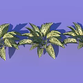 Three Potted Green Houseplants With Yellow Spotted Leaves On Purple Background