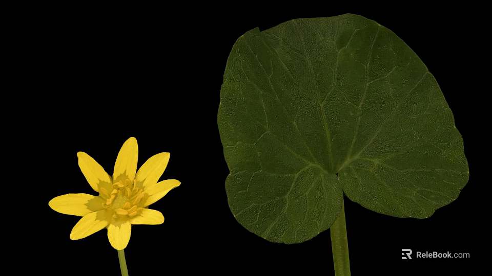 Vibrant Plant With Yellow Flower And Green Veined Leaf On Black Background 3d model 