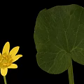 Vibrant Plant With Yellow Flower And Green Veined Leaf On Black Background