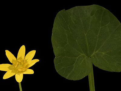 Vibrant Plant With Yellow Flower And Green Veined Leaf On Black Background 3d model