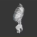 3D Rendered Human Skeleton Model Displaying Rib Cage Spine And Pelvis Anatomical Structure