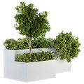 Bonsai Plants In White Planter With Various Green Shrubs And Decorative Tree Shape