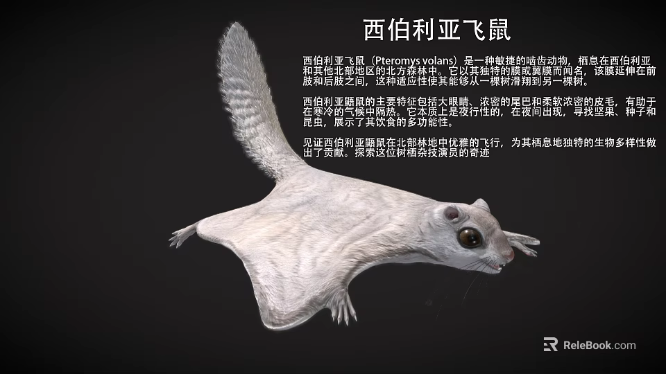 Siberian Flying Squirrel with Gray Brown Fur and Gliding Membrane in Coniferous Forests 3d model 