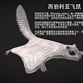 Siberian Flying Squirrel with Gray Brown Fur and Gliding Membrane in Coniferous Forests