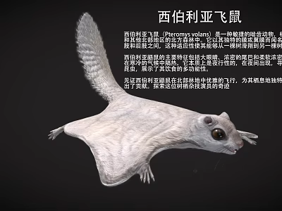 Siberian Flying Squirrel with Gray Brown Fur and Gliding Membrane in Coniferous Forests 3d model