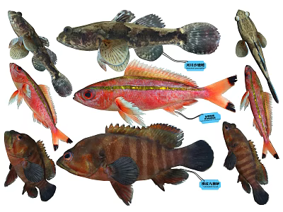 Various Aquatic Animal Species Including Goby Trout Bass With Colorful Bodies and Fins 3d model