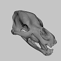 3D Rendered Animal Skull With Detailed Anatomical Features And Gray Background
