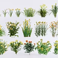 Various Types of Flowers and Green Plants with Yellow White Blooms and Foliage
