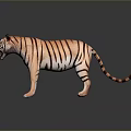 Realistic Standing Tiger Model With Striped Fur Open Mouth And Reflection On Dark Surface