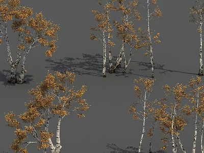 Birch Trees With Yellow Leaves And White Trunks On Gray Ground 3d model