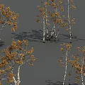 Birch Trees With Yellow Leaves And White Trunks On Gray Ground 3d model