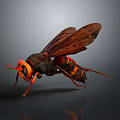 Orange and Black Hornet With Large Wings Orange Head and Eyes on Dark Background