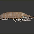 Brown Aquatic Isopod With Segmented Exoskeleton Multiple Legs And Antennae