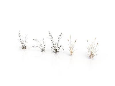 Different Types Of Small Herbal Plants With Slender And Bushy Leaves On White Background 3d model