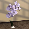 Floral Display Featuring Purple Orchids in Green Vase with White Base on Wooden Floor