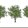 Three Tall Trees with Lush Green Foliage Thick Trunks and Long Shadows on Dark Background