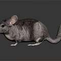 Gray Chinchilla with Large Ears and White Paws on Black Glossy Surface with Reflection