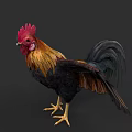 Vibrant Rooster With Red Comb And Colorful Feathers On Black Background 3d model