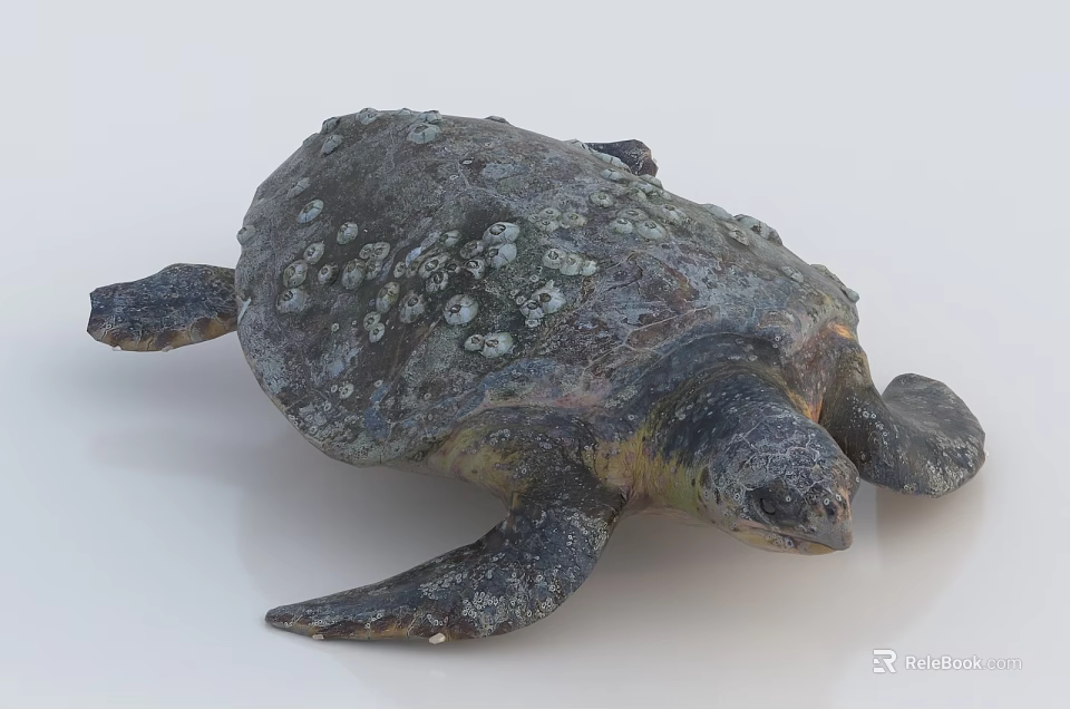 Barnacle Covered Sea Turtle With Textured Shell And Flippers In Aquatic Habitat 3d model 