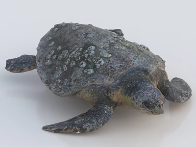 Barnacle Covered Sea Turtle With Textured Shell And Flippers In Aquatic Habitat 3d model