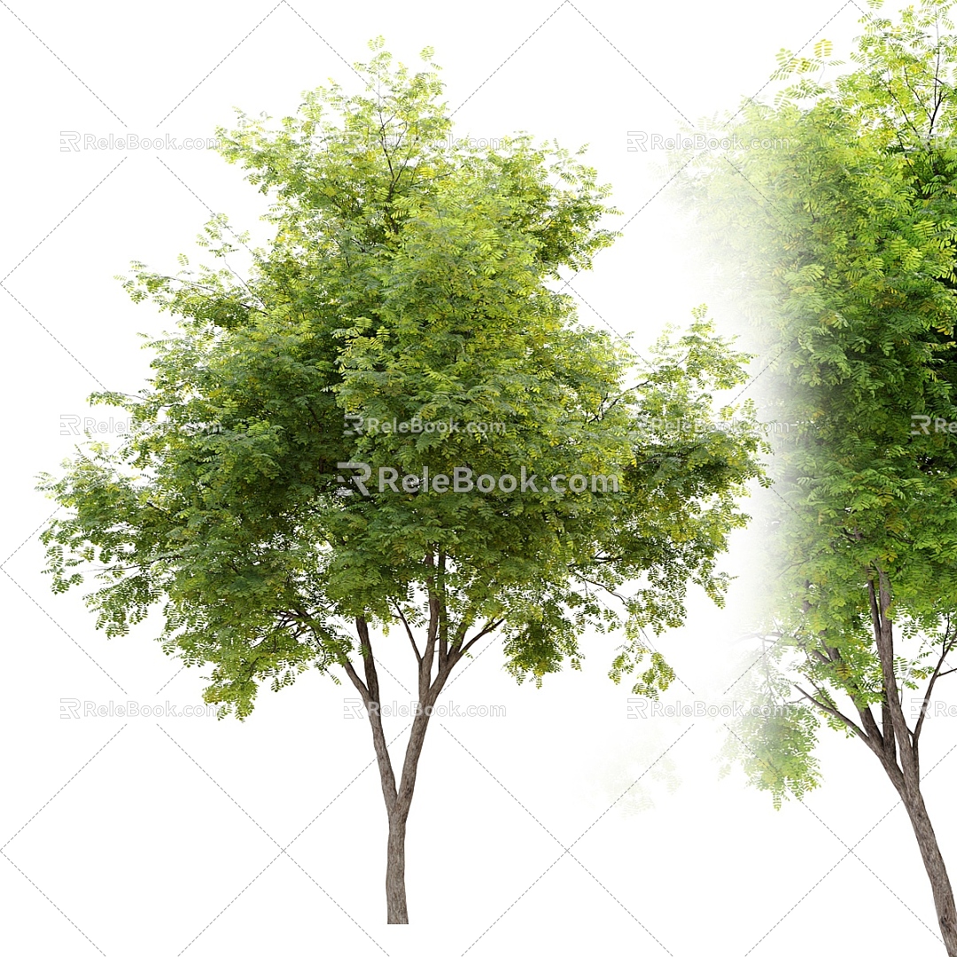 Outdoor Tree Realistic Tree Tree Tree Leaves Branches Plant Forest 3d model