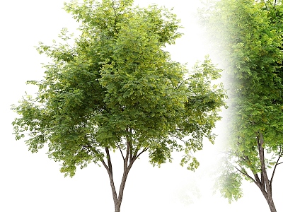 Outdoor Tree Realistic Tree Leaves Branches Plant Forest 3d model