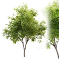 Outdoor Tree Realistic Tree Tree Tree Leaves Branches Plant Forest 3d model