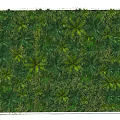 Lush Vertical Plant Wall with Diverse Green Leafy Foliage for Decorative Design