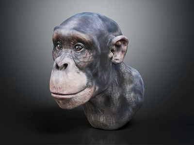 Realistic Chimpanzee Head Model with Detailed Features on Dark Background 3d model