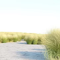 Lush Green And Golden Grass Field With Winding Sandy Path In Natural Scenery