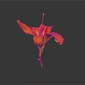 Vibrant Orange Flower With Green Stem As Garden Horticultural Accent Piece