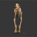 Dog Skeletal Organ Structure Display Standing On Exhibition Platform With Detailed Bones