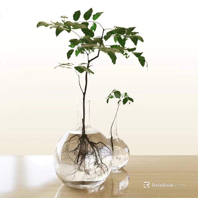 Bonsai Plant in Transparent Glass Vases with Water Visible Roots and Green Leaves 3d model 