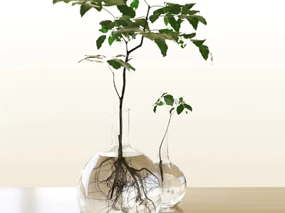 Bonsai Plant in Transparent Glass Vases with Water Visible Roots and Green Leaves 3d model