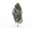 Single Green Tree Standing Tall Against Plain White Background in Isolated Scene 3d model