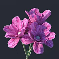 Three Pink And White Striped Flowers With Green Stems And Leaves On Dark Background