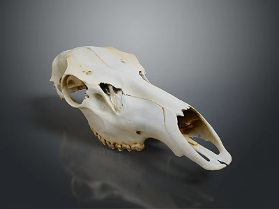 Detailed White Animal Skull Close Up View Against Gray Background With Reflection 3d model