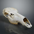 Detailed White Animal Skull Close Up View Against Gray Background With Reflection