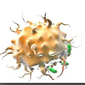 Microscopic Immune Cell With Orange Body Green Structures And Protrusions
