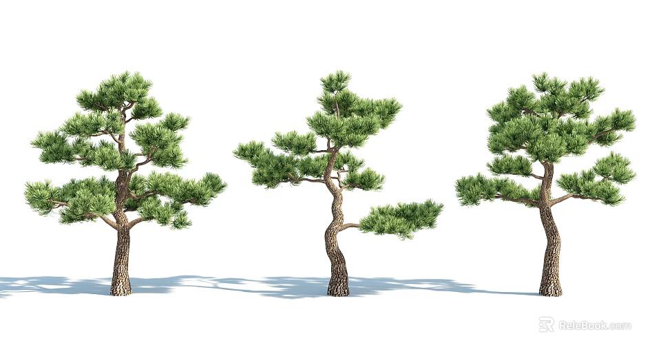 Three Arbor Trees With Thick Trunks And Lush Branches On White Background 3d model 