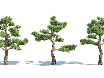 Three Arbor Trees With Thick Trunks And Lush Branches On White Background 3d model