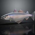 Realistic Silver Shiny Fish With Streamlined Body On Dark Background Reflection 3d model