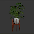 Green Monstera Plant In White Pot On Red Three Legged Stand