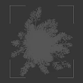Tall Grass with Slender Leaves and White Spikelets in White Square Pot on Black Background
