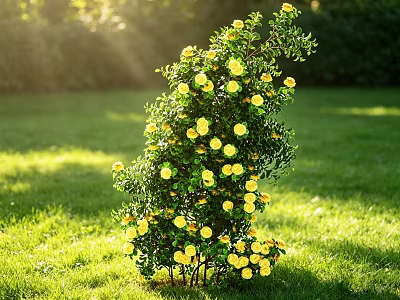 Sunlit Yellow Flower Shrub Growing In Green Grass With Background Plants 3d model